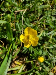 Ranunculus multifidus
