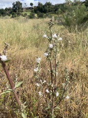 Sairocarpus coulterianus