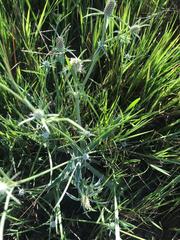 Eryngium coronatum