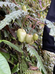 Burmeistera pterifolia