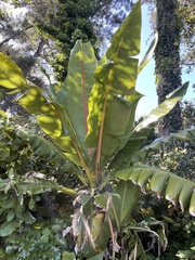 Ensete