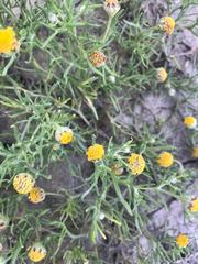 Hymenoxys anthemoides