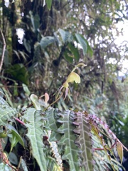 Burmeistera pterifolia