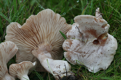 Clitocybe dealbata