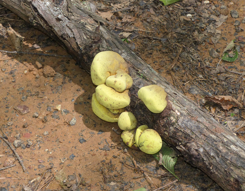 Entonaema liquescens