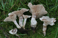 Clitocybe dealbata