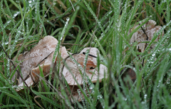 Clitocybe dealbata