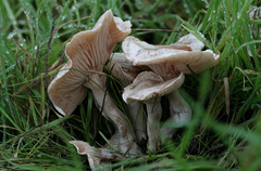 Clitocybe dealbata