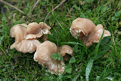 Clitocybe dealbata