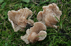 Clitocybe dealbata
