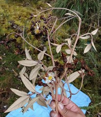 Munnozia foliosa