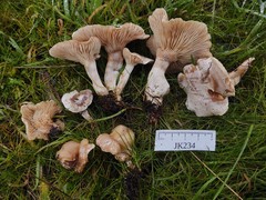 Clitocybe dealbata