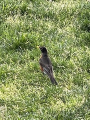 Turdus migratorius