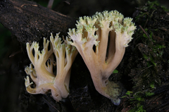Ramaria apiculata