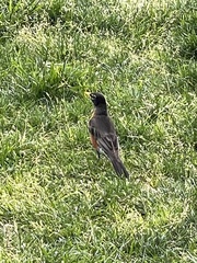 Turdus migratorius