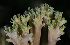 Ramaria apiculata