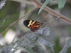 Lepidoptera
