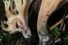 Ramaria apiculata