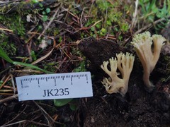 Ramaria apiculata