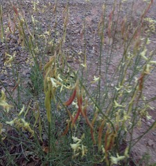 Astragalus lonchocarpus