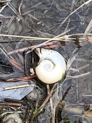 Planorbella subcrenata