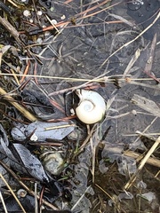 Planorbella subcrenata