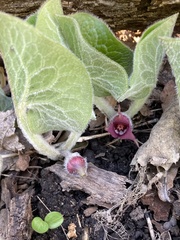 Asarum canadense canadense