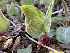Asarum canadense canadense