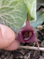 Asarum canadense canadense