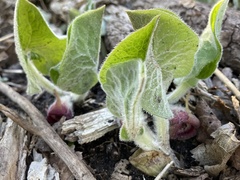 Asarum canadense canadense
