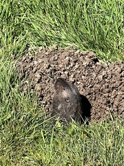 Thomomys bulbivorus