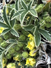 Potentilla concinna