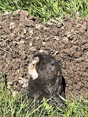 Thomomys bulbivorus
