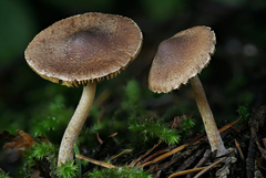 Inocybe volvata