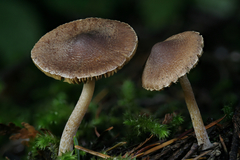 Inocybe volvata