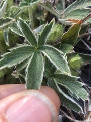 Potentilla concinna