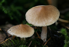Inocybe volvata