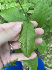 Sideroxylon lycioides