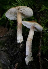 Inocybe volvata
