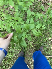 Sideroxylon lycioides