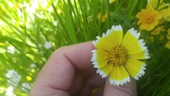 Layia chrysanthemoides