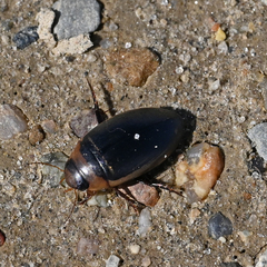 Hydaticus aruspex