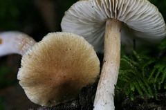 Inocybe volvata