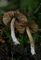 Inocybe volvata