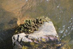 Podostemoideae