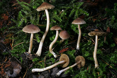 Inocybe volvata