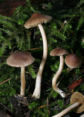 Inocybe volvata