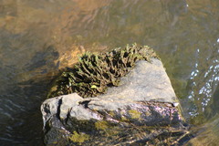Podostemoideae