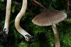 Inocybe volvata