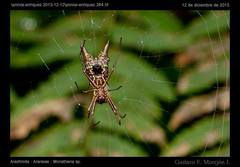 Micrathena anchicaya